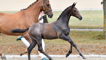 Danish Warmblood Elite Foal Auction: Immaculate collection of show jumping foals