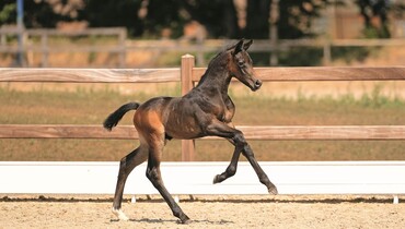 Holsteiner Foal Auction Sale: From Casall to Van Gogh