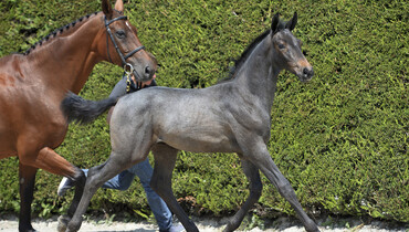 The 'Horseman Elite Auction’: Offering the very best of Belgium