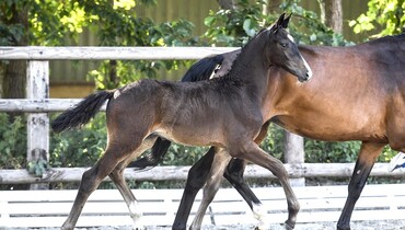 Global interest for August online foal auction of Paul Schockemöhle