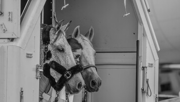 World’s biggest equine airlift for FEI World Equestrian Games™ Tryon 2018