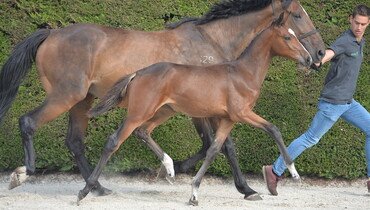 The 'Horseman Online Auction’: A unique opportunity to buy exclusive pearls from the breeding world of top showjumping