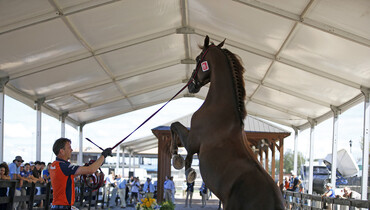Images | World Equestrian Games horse inspection