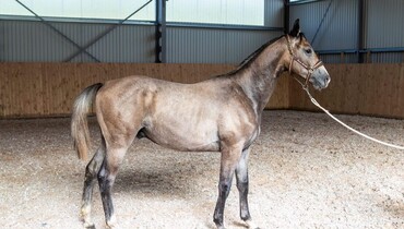 Looking for a top bred jumper with a bright future? Swedish Warmblood Yearlings offered at the prestigious Standardbred Kriterie Auction