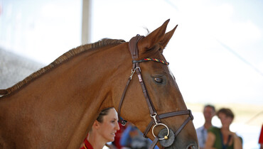 All horses pass the final horse inspection at the FEI World Equestrian Games 2018