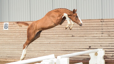 The Swedish Warmblood Association presents its 2018 collection of elite foals