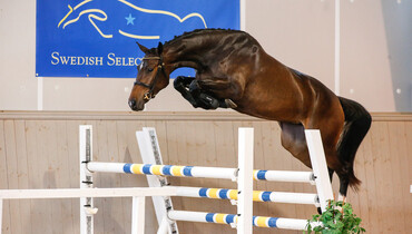 Swedish Select Horse Sales proudly presents 2018 years auction
