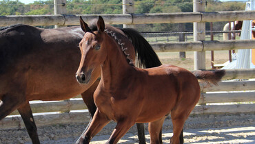 Discover the catalog of the next Ekestrian Elite Auction – October 29th & 30th