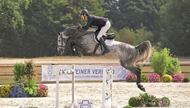 Find yourself tomorrow’s champion! Holsteiner grading and auction 2018
