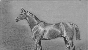 Hannoveraner Stallion Lines