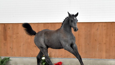 Danish Warmblood World Cup Foal Auction: Exclusive collection of show jumping foals