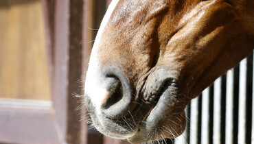 USDA temporarily closes Miami Animal Import Center