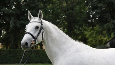Nimmerdor x Cor de la Bryere, approved stallion by Cornet Obolensky and more for the November auction!