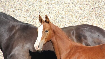 Discover the last lots of the Ekestrian Elite Auction of November!