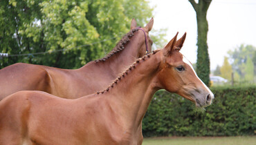 Just a few hours left to bid with Ekestrian! Up to 800€ discount on your next Elite purchases!
