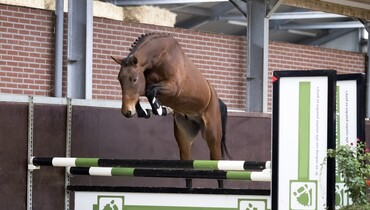 Brightwells Elite Show Jumping Auction 2018 presents State Premium Dakota & Kingston De L’Eau Z