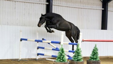 Brightwells Elite Show Jumping Auction 2018 presents Kyra B & Supermario