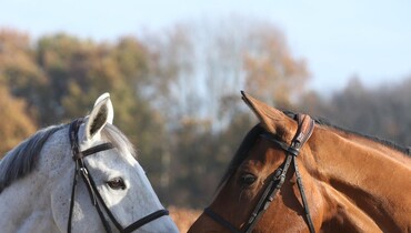 Child of Love joins her famous family at Team Philippaerts