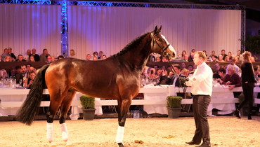 Holger Hetzel’s 14th International Sport Horse Sales: Record price for Dacantos by Dallas VDL