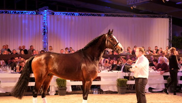 Holger Hetzel’s 14th International Sport Horse Sales: Record price for Dacantos by Dallas VDL