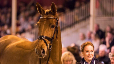 Stakkato-daughter sells for 2.4 million Euros at XXXIX. P.S.I. Auction