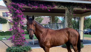 Georgina Bloomberg buys Australian-bred show jumper Tulara Colmine