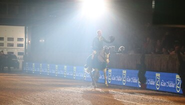 Caribis Z wins Léon Melchior Open Sires of the World Zangersheide in Mechelen