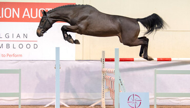 BWP Top Stallion Auction: Top studbook presents top stallions out of top dam lines