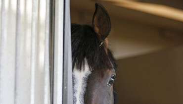 At home with the Philippaerts, part one