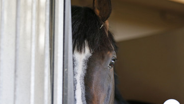 At home with the Philippaerts, part one