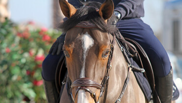 Postcard from the Mediterranean Equestrian Tour