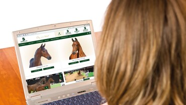 New auction celebrating Foal Auction Borculo