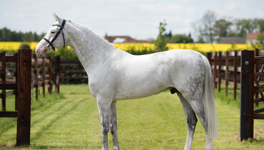 Stallion profile: Christian 25