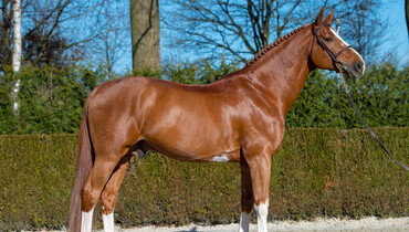 Stallion profile: Emerald van ’t Ruytershof headlines Euro Horse 2019 stallion collection