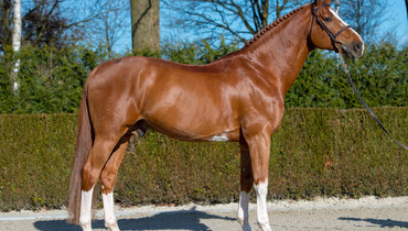 Stallion profile: Emerald van ’t Ruytershof headlines Euro Horse 2019 stallion collection