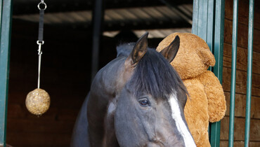 A postcard from the Mediterranean Equestrian Tour, part two