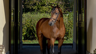 Stallion profile: Chaclot
