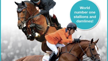 ET Auction: World number one stallions and dam lines!