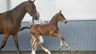 Genetic high-flyers define first Borculo Online Foal Auction’s collection