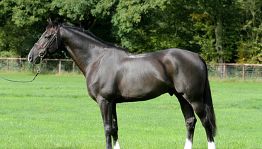 Billy Congo to retire from top level to concentrate on breeding career