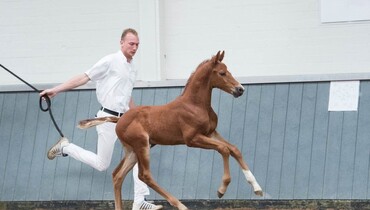 Borculo CSI Foal Auction: Collection related to world-class horses Orient Express, Arrayan, Glasgow and Liberty