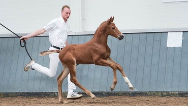Borculo CSI Foal Auction: Collection related to world-class horses Orient Express, Arrayan, Glasgow and Liberty