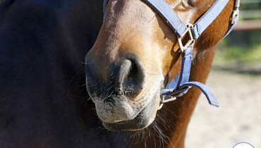 FEI working to provide support to those impacted by the Equine Herpes Virus outbreak in Valencia