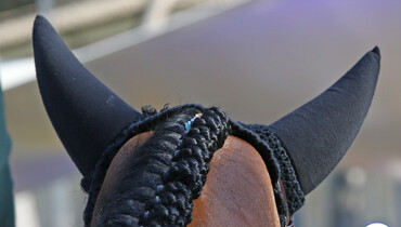 FEI update: Horse confirmed positive for EHV-1 after return from the Sunshine Tour