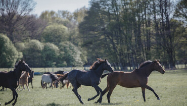 Peder Fredricson: “The longer you work with horses, the more you realize how important their health is and where it all begins”