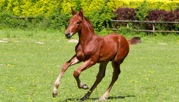 18th & 19th of June - Ekestrian Elite Auction - Get yourself a daughter of Usha Van’t Roosakker!