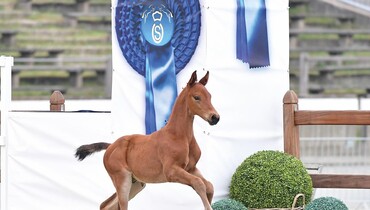 Global Champions go Vechta