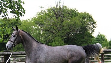 D-1! Ekestrian Elite Auction - Get yourself a daughter of Usha Van’t Roosakker!
