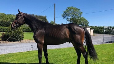 2019 Brightwells Auction presents L Special G
