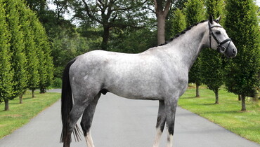 2019 Brightwells Auction presents Apollo